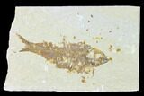 Bargain Fossil Fish (Knightia) - Wyoming #148584-1